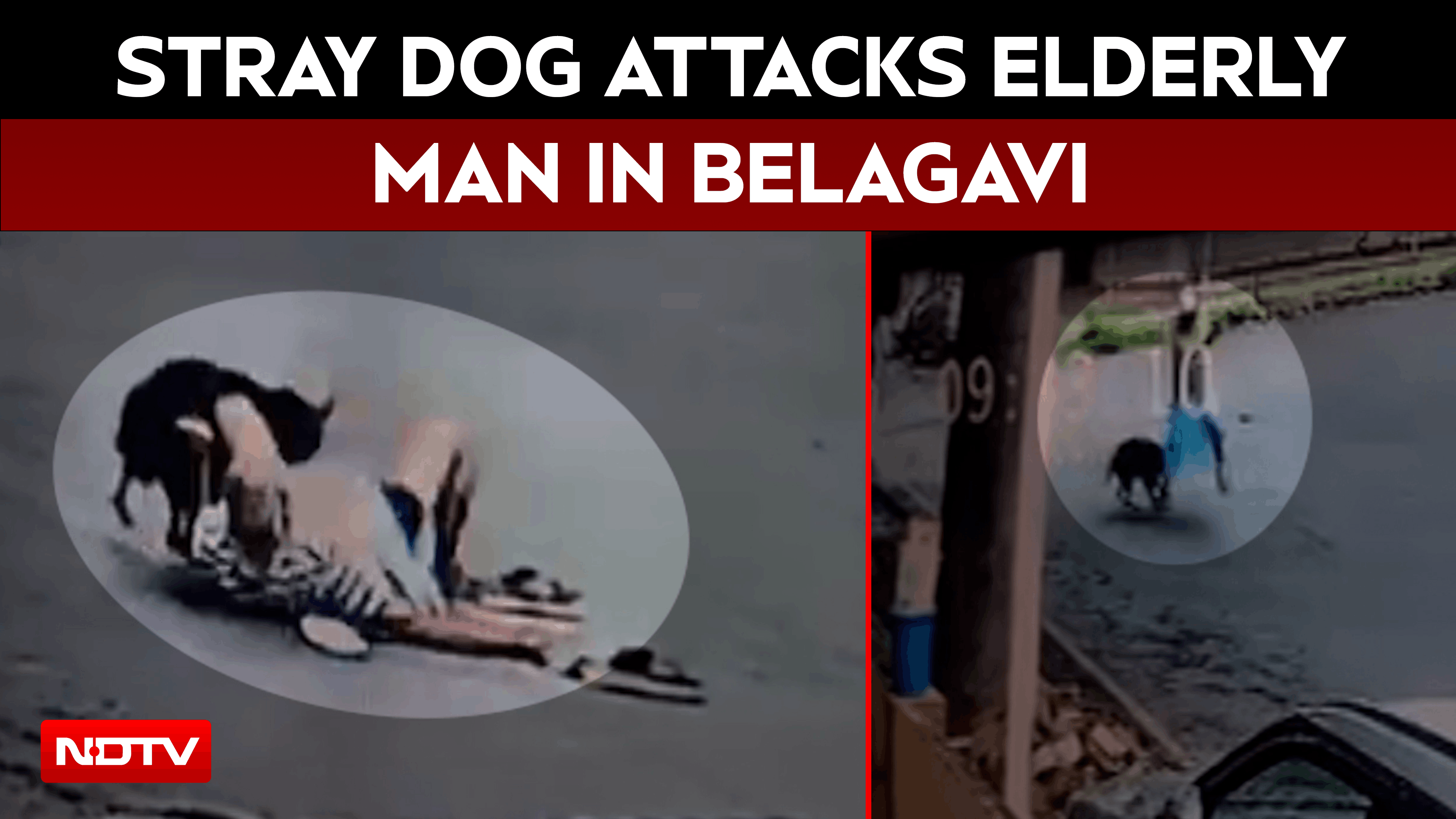 Karnataka News | Stray Dog Attacks Elderly Man In Belagavi, Shocking CCTV Video Goes Viral