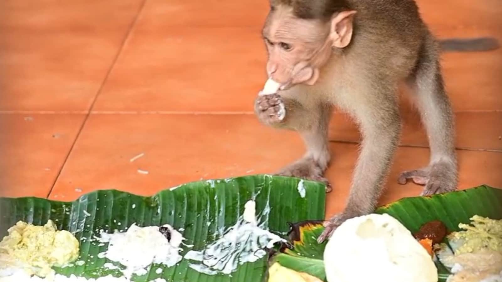 Kerala Temple Serves Traditional Onam Feast to Resident Monkeys Annually