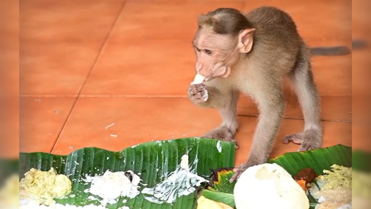 Kerala Temple's 53-Year Tradition: Serving Onam Sadya to Monkeys
