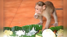 Banana Leaves, Payasam And Monkeys: Kerala Temple's Unique Onam Tradition