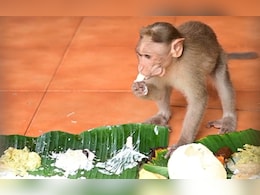 Banana Leaves, Payasam And Monkeys: Kerala Temple's Unique Onam Tradition