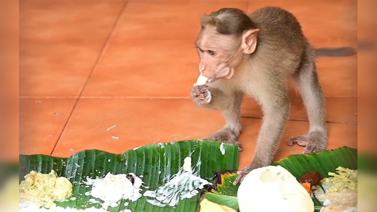 Banana Leaves, Payasam And Monkeys: Kerala Temple's Unique Onam Tradition