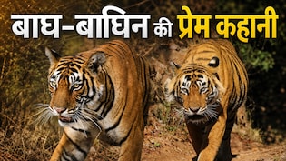 टाइगर उस्ताद और बाघिन नूर की प्रेम कहानी, दुनियाभर से देखने आते थे पर्यटक, जुदाई देख रो पड़ा सारा जंगल