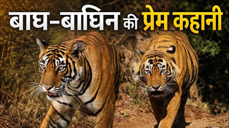 जिसके नाम से कांपता था रणथम्भौर, वो बाघ 'उस्ताद' अपनी 'नूर' के आगे बन जाता था भीगी बिल्ली, जुदाई देखकर रो पड़ा सारा जंगल