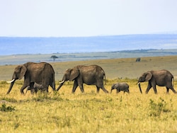 Court Declines To Restrain Transfer Of 5 Elephants From Assam To Tamil Nadu