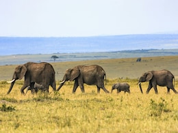 Court Declines To Restrain Transfer Of 5 Elephants From Assam To Tamil Nadu