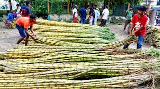 Sugar Prices Remain Firm Across India Despite Measures To Check Rise