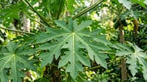 Papaya Leaves As A Dengue Treatment Protocol: Does It Actually Work?