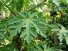 Papaya Leaves As A Dengue Treatment Protocol: Does It Actually Work?