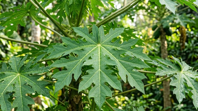 Papaya leaves could be used as a part of the dengue treatment protocol