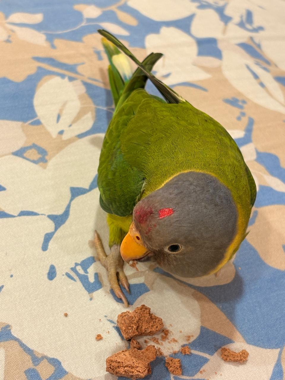 Missing Parrot Gwalior: ये तोता है लापता