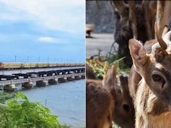 Planning A Wildlife Trip? Indian Railways Launches All-Inclusive Maharashtra Safari Packages