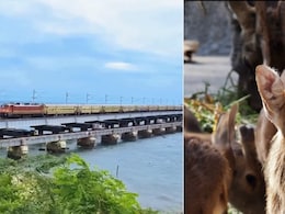 Planning A Wildlife Trip? Indian Railways Launches All-Inclusive Maharashtra Safari Packages