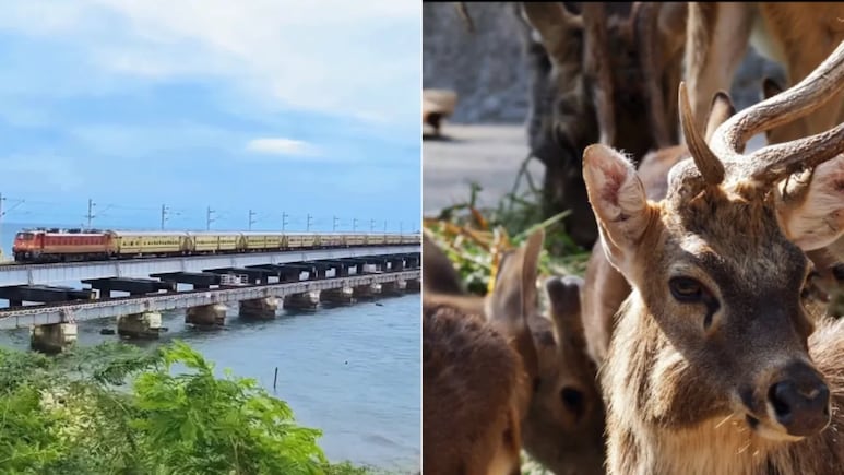 Planning A Wildlife Trip? Indian Railways Launches All-Inclusive Maharashtra Safari Packages