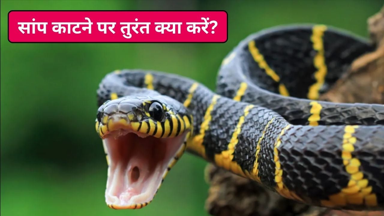 सांप काट ले तो तुरंत क्या करना चाहिए? पहला एक घंटा है सबसे भारी, जानिए कैसे बचाएं मरीज की जान और क्या न करें