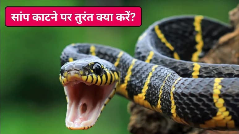 सांप काट ले तो तुरंत क्या करना चाहिए? पहला एक घंटा है सबसे भारी, जानिए कैसे बचाएं मरीज की जान और क्या न करें