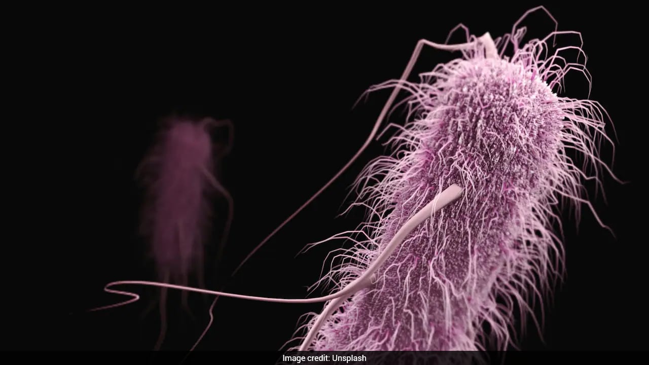 How Western Diet Raises Colon Cancer Risk: Gut Bacteria Play Key Role, Study Finds