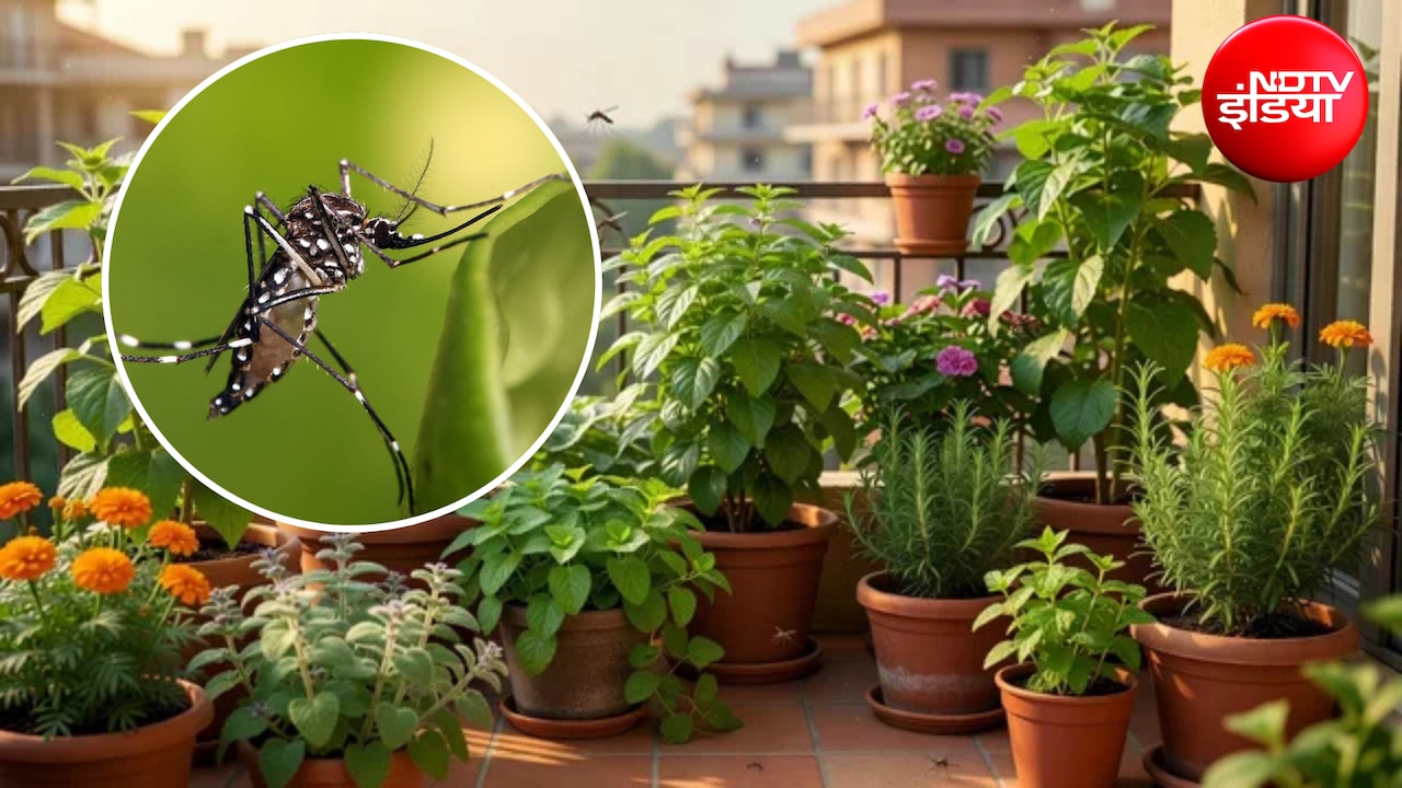 Mosquito Repellent Plants: घर की बालकनी में लगाएं ये 7 पौधे, मच्छरों से मिल सकती है राहत