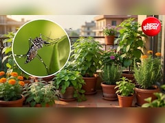 Mosquito Repellent Plants: घर की बालकनी में लगाएं ये 7 पौधे, मच्छरों से मिल सकती है राहत