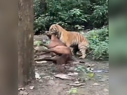 Video: Tiger Drags Horse Away In Front Of Tourists Near Jim Corbett Park