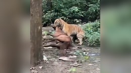 Video: Tiger Drags Horse Away In Front Of Tourists Near Jim Corbett Park