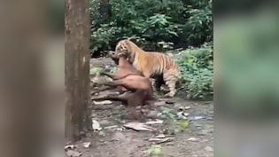 Video: Tiger Drags Horse Away In Front Of Tourists Near Jim Corbett Park