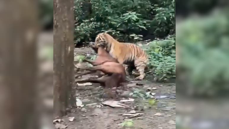 Video: Tiger Drags Horse Away In Front Of Tourists Near Jim Corbett Park