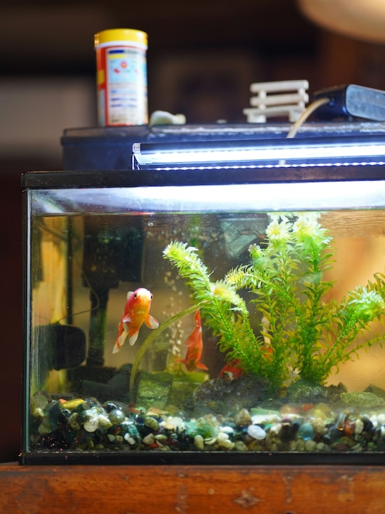 8 Must-Haves For Your First Fish Tank