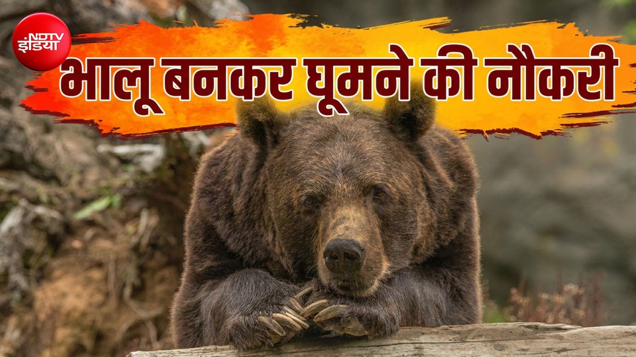 चिड़ियाघर में भालू बनकर घूमने की नौकरी, 14 लाख रुपये तक मिलेगी सैलरी