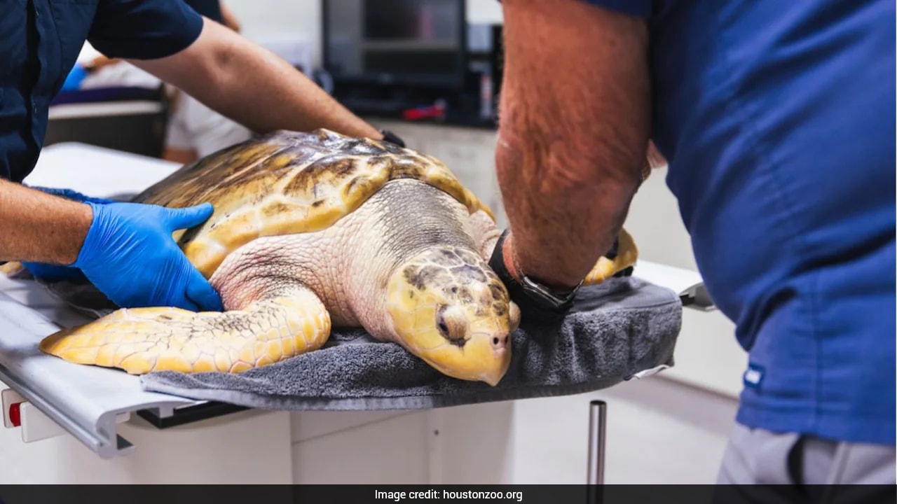 Rhossi, A Rare Sea Turtle Defies Odds, Recovers After 5,000-Mile Journey Across The Atlantic