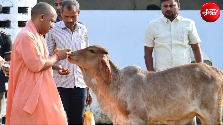 UP में Gen-Z संभालेंगे गौ संरक्षण का जिम्मा, 10000 गौ मित्र होंगे तैनात, जानिए योगी सरकार का प्लान