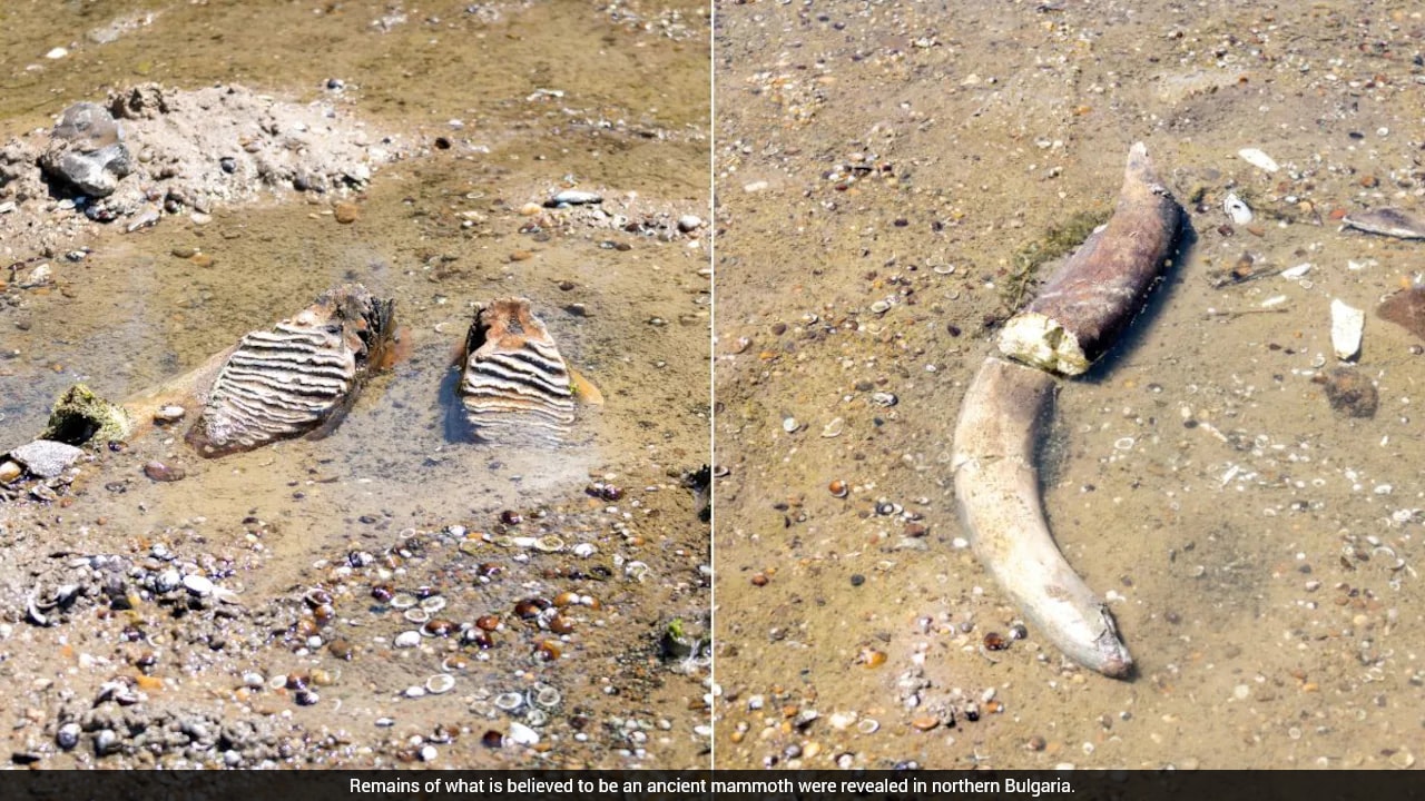 Drying Danube River Exposes Sunken WWII Battleships, Prehistoric Fossils