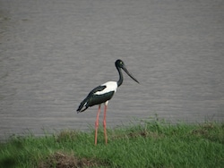 Gujarat's Khijadiya Sanctuary Confirmed As Key Black-Necked Stork Site