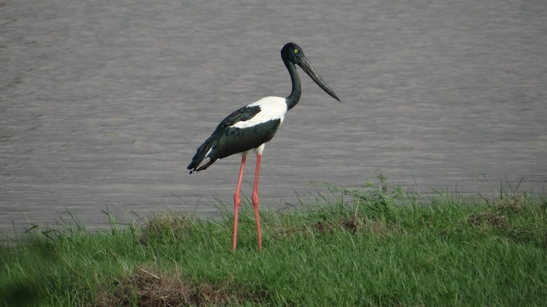 Gujarat's Khijadiya Sanctuary Confirmed As Key Black-Necked Stork Site