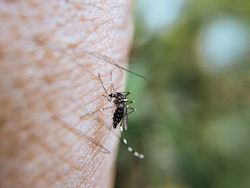 How To Keep Mosquitoes Away Outdoors: Simple Tips For A More Comfortable Time Outside