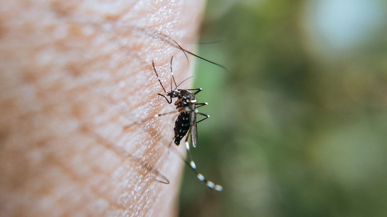 How To Keep Mosquitoes Away Outdoors: Simple Tips For A More Comfortable Time Outside