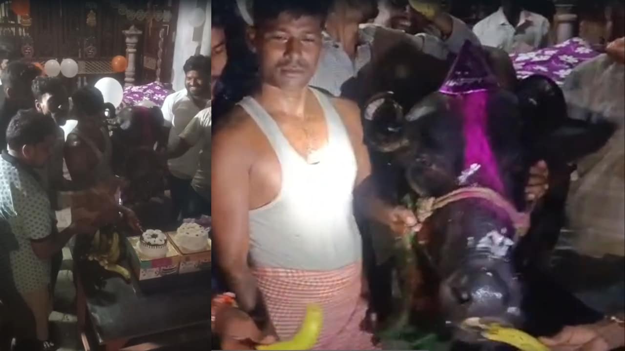 यूपी में भैंस का गजब बर्थडे सेलिब्रेशन, 'बसंती' को पहनाई टोपी, फिर काटा गया केक, वीडियो वायरल