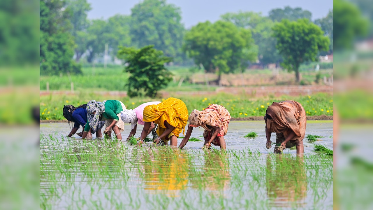 Indian Rice Finds 2 New Buyers In Turkey, Jordan As War Hits Iran's Demand