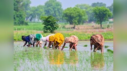 Indian Rice Finds 2 New Buyers In Turkey, Jordan As War Hits Iran's Demand
