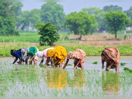 Indian Rice Finds 2 New Buyers In Turkey, Jordan As War Hits Iran's Demand