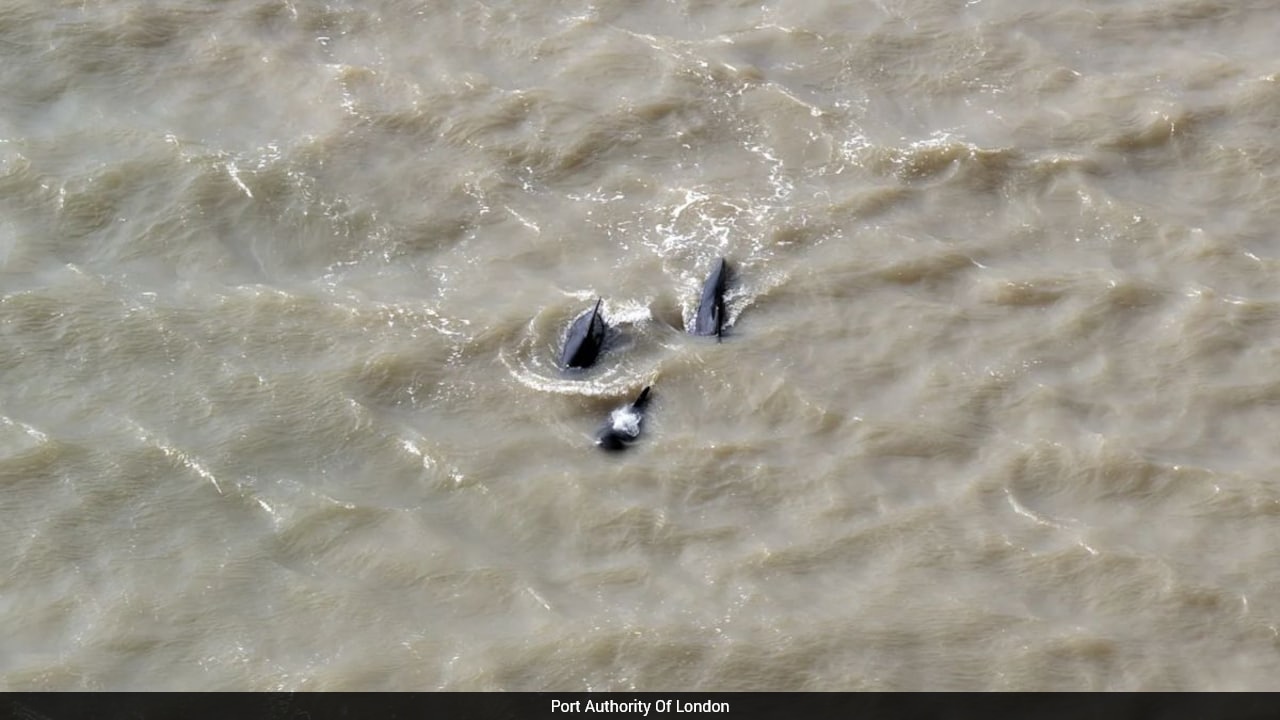 25 Whales Rescued In Six-Hour Operation After Getting Lost In River Thames Near London