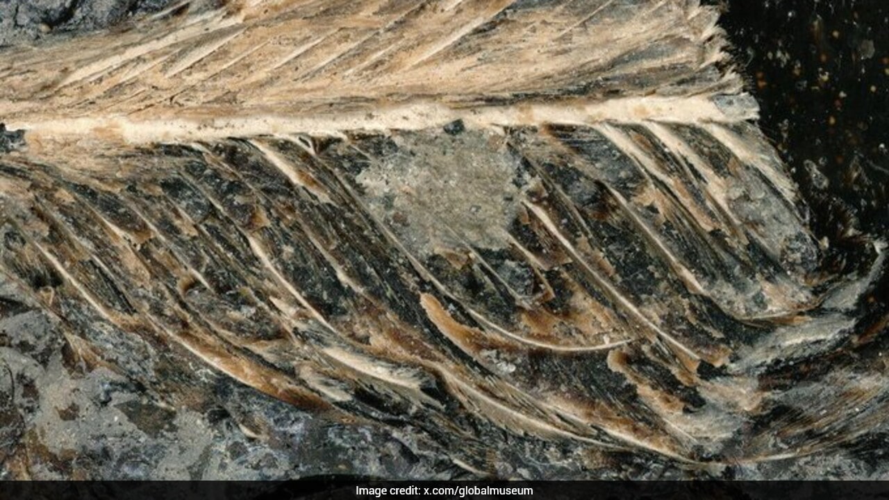 Some Birds Survived Asteroid That Killed Dinosaurs. Poop May Reveal How
