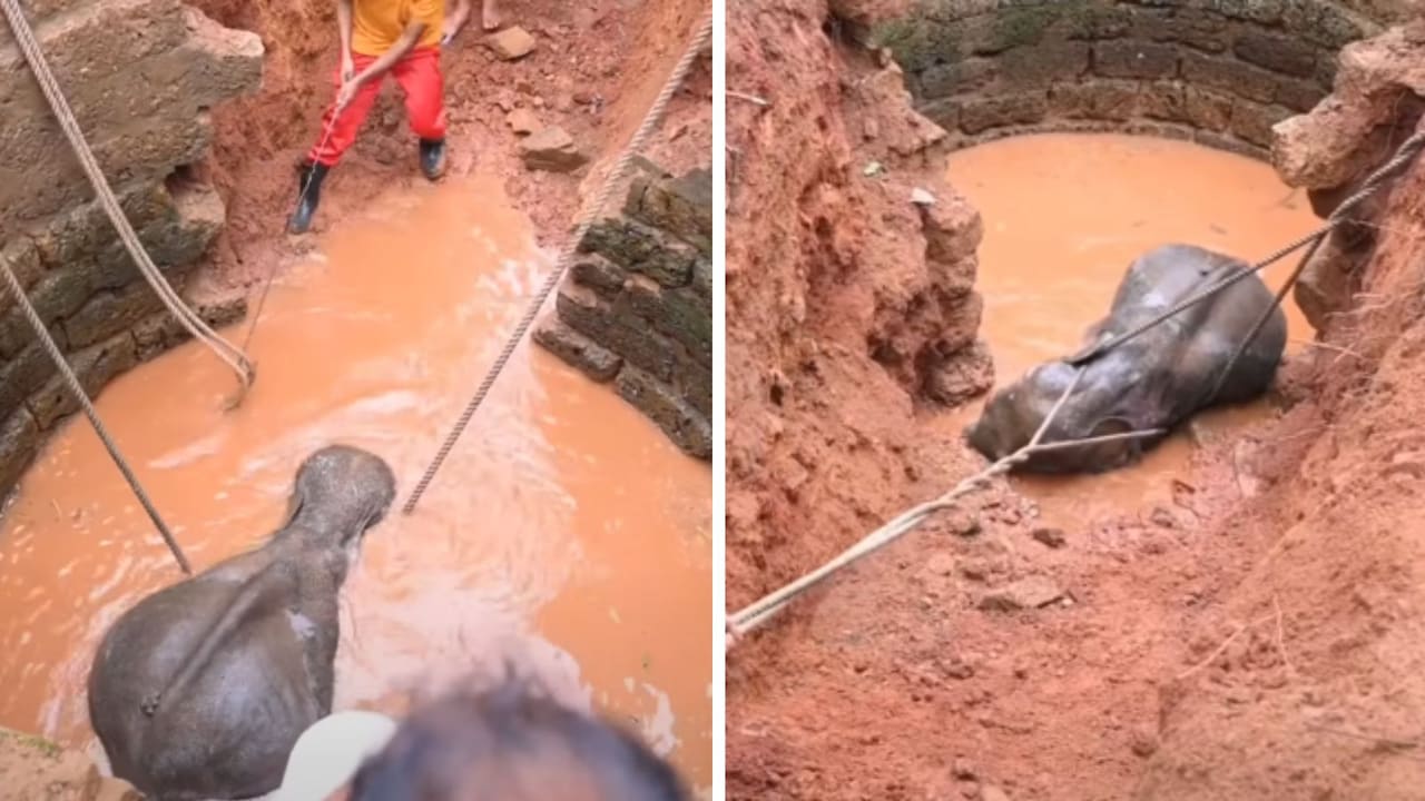 कुएं में तड़पता रहा नन्हा हाथी, दिल छू लेने वाला रेस्क्यू VIDEO