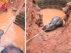 कुएं में तड़पता रहा नन्हा हाथी, दिल छू लेने वाला रेस्क्यू VIDEO