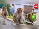 बंदर सबसे ज्यादा किस चीज से डरते हैं? जानिए बंदर को भगाने वाली लाइट क्या है और कुछ घरेलू उपाय