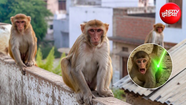 बंदर सबसे ज्यादा किस चीज से डरते हैं? जानिए बंदर को भगाने वाली लाइट क्या है और कुछ घरेलू उपाय