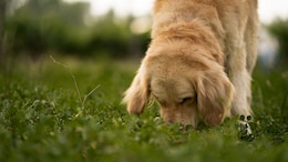 Can Dogs Sniff Cancer? Bengaluru Startup Uses AI To Turn Canine Noses Into Low-Cost Diagnostics