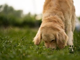 Can Dogs Sniff Cancer? Bengaluru Startup Uses AI To Turn Canine Noses Into Low-Cost Diagnostics