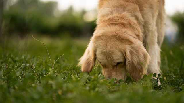 Can Dogs Sniff Cancer? Bengaluru Startup Uses AI To Turn Canine Noses Into Low-Cost Diagnostics