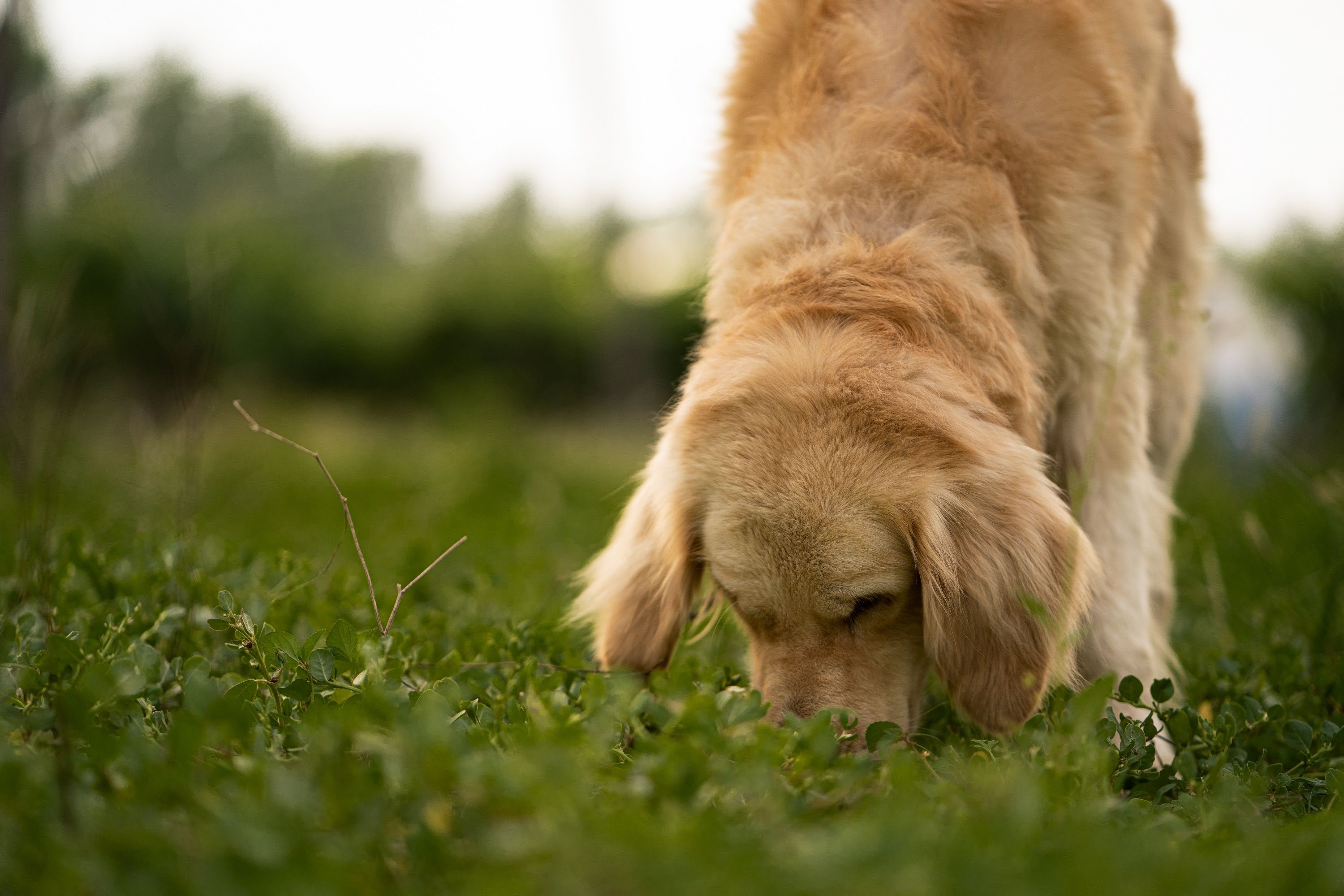 Can Dogs Sniff Cancer? Bengaluru Startup Uses AI To Turn Canine Noses Into Low-Cost Diagnostics
